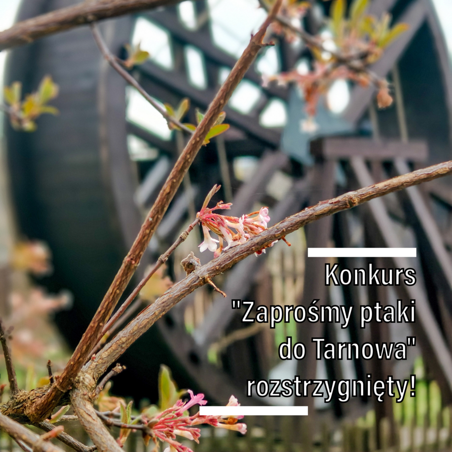konkurs
